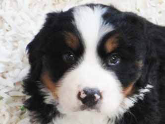 The Russian Boys Litter - 6th Week - Day Thirty Eight Pictures
