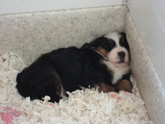 The Russian Boys Litter - 6th Week - Day Thirty Eight Pictures