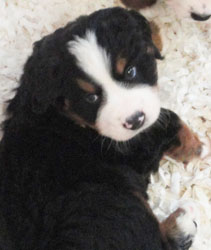 The Russian Boys Litter - 6th Week - Day Thirty Eight Pictures