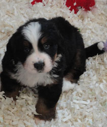 The Russian Boys Litter - 6th Week - Day Thirty Eight Pictures