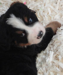 The Russian Boys Litter - 6th Week - Day Thirty Eight Pictures
