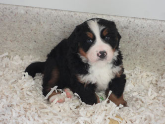 The Russian Boys Litter - 6th Week - Day Thirty Eight Pictures