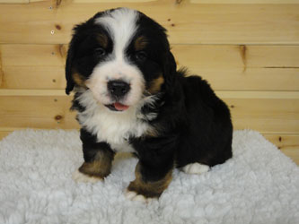 The Russian Boys Litter - 6th Week - Day Thirty Five Pictures