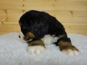 The Russian Boys Litter - 6th Week - Day Thirty Five Pictures
