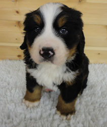 The Russian Boys Litter - 6th Week - Day Thirty Five Pictures