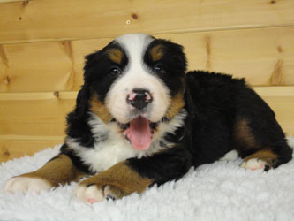 The Russian Boys Litter - 6th Week - Day Thirty Five Pictures