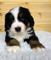 The Russian Boys Litter - 6th Week - Day Thirty Five Pictures