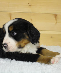 The Russian Boys Litter - 6th Week - Day Thirty Five Pictures