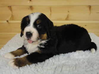 The Russian Boys Litter - 6th Week - Day Thirty Five Pictures