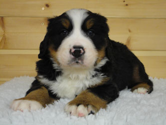 The Russian Boys Litter - 6th Week - Day Thirty Five Pictures