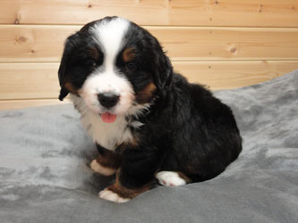 The Russian Boys Litter - 6th Week - Day Thirty Nine Pictures