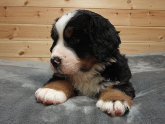 The Russian Boys Litter - 6th Week - Day Thirty Nine Pictures