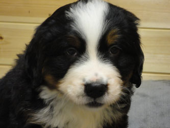 The Russian Boys Litter - 6th Week - Day Thirty Nine Pictures