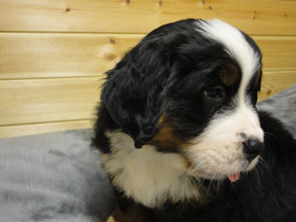The Russian Boys Litter - 6th Week - Day Thirty Nine Pictures