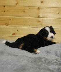 The Russian Boys Litter - 6th Week - Day Thirty Nine Pictures
