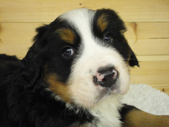 The Russian Boys Litter - 6th Week - Day Thirty Seven Pictures