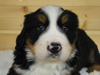 The Russian Boys Litter - 6th Week - Day Thirty Seven Pictures