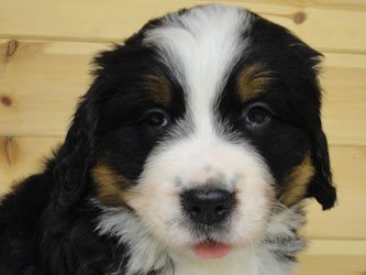 The Russian Boys Litter - 6th Week - Day Thirty Seven Pictures