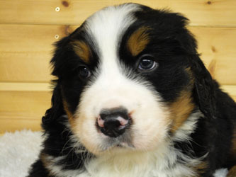 The Russian Boys Litter - 6th Week - Day Thirty Seven Pictures