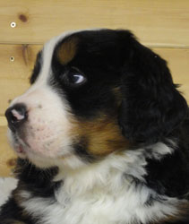 The Russian Boys Litter - 6th Week - Day Thirty Seven Pictures