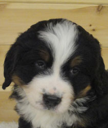 The Russian Boys Litter - 6th Week - Day Thirty Seven Pictures