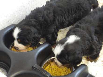 The Russian Boys Litter - 6th Week - Day Thirty Six Pictures
