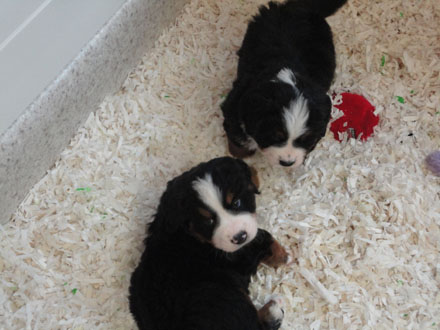 The Russian Boys Litter - 6th Week - Day Thirty Six Pictures