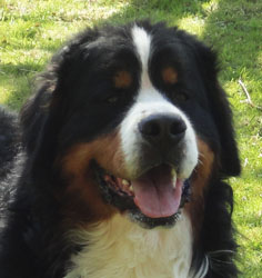 Bailey at 18 Months