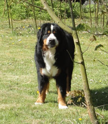 Bailey at 18 Months