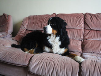 Bailey at 15 Months Old
