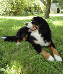 Bailey at 9 Months