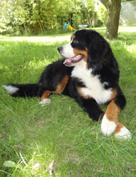 Bailey at 9 Months