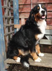 Bailey at 9 Months