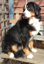 Bailey at 9 Months