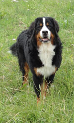 Bailey at 8 Months