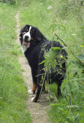 Bailey at 8 Months