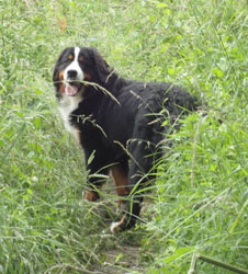 Bailey at 8 Months