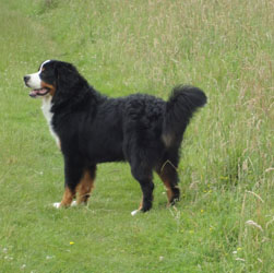 Bailey at 8 Months