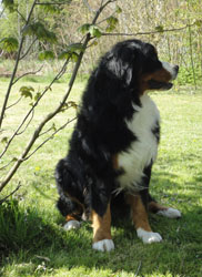 Bailey at 18 Months