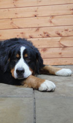 Bailey at One Year Old