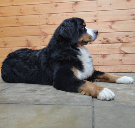 Bailey at One Year Old