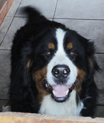 Bailey at 15 Months Old