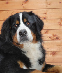 Bailey at One Year Old