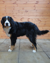 Bailey at One Year Old