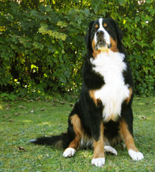 Bailey at 11 Months