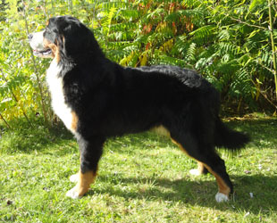 Bailey at 11 Months