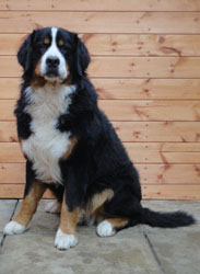Bailey at One Year Old