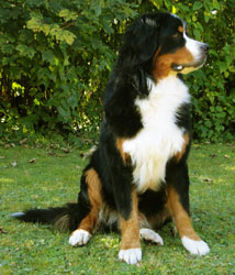 Bailey at 11 Months