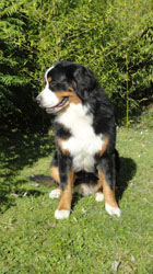 Bailey at 11 Months