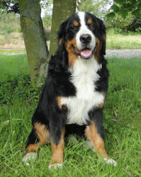 Bailey at 7 Months
